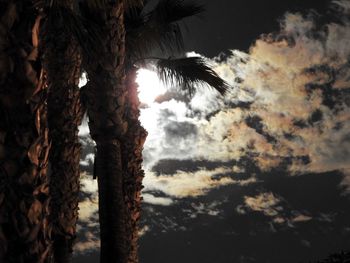 Low angle view of coconut palm tree against sky