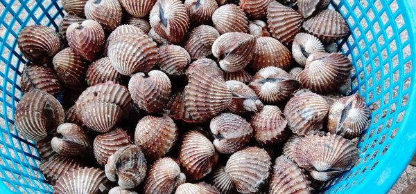 High angle view of shells