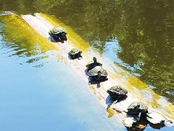 Reflection of trees in water