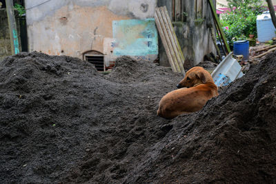 View of a dog sleeping