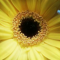 Macro shot of yellow flower