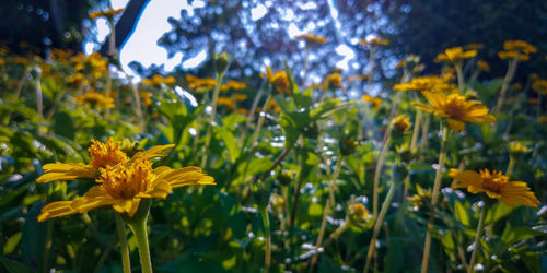 Close-up of yellow flowering plant