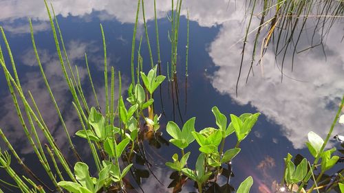 Close-up of fresh plants against sky