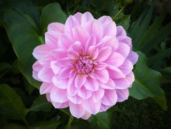 Close-up of pink dahlia