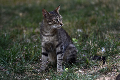 Cat sitting in a field