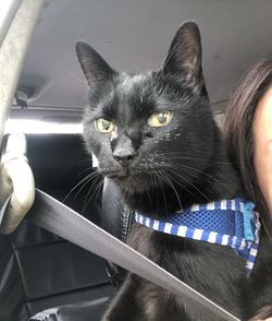 Close-up portrait of black cat