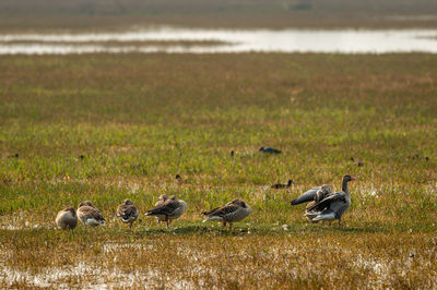 Flock of birds on field