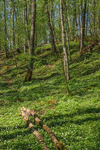 Trees in forest