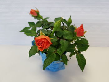 Close-up of red rose plant