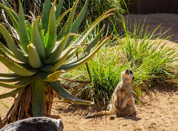 Close-up of meerkat