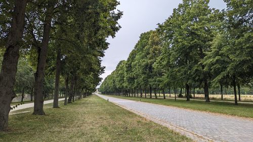 Road amidst trees against sky