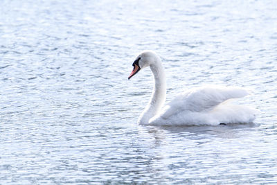 Swan floating on a lake