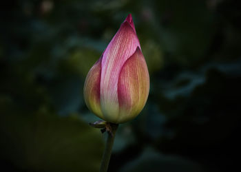 Close-up of pink flower bud growing outdoors