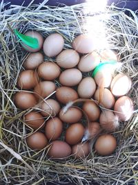 High angle view of eggs in nest