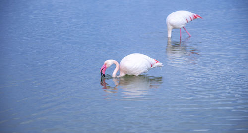 View of birds in water