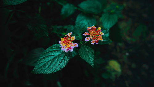 Close-up of flowering plant