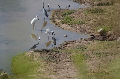 High angle view of birds perching at lakeshore