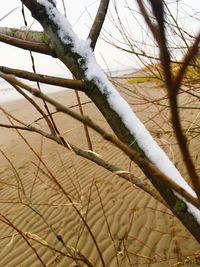 Close-up of bare tree