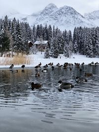 Ducks swimming in lake during winter