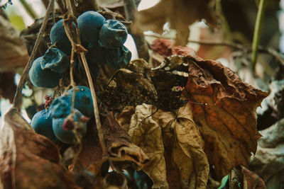 Close-up of dry autumn leaves