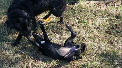 Close-up of black horse on field