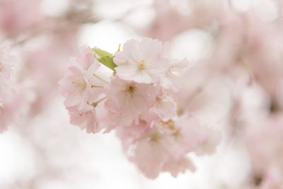 Close-up of pink cherry blossom tree