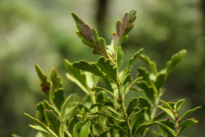 Close-up of green leaves