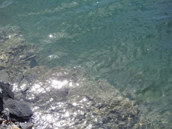 High angle view of turtle swimming in sea