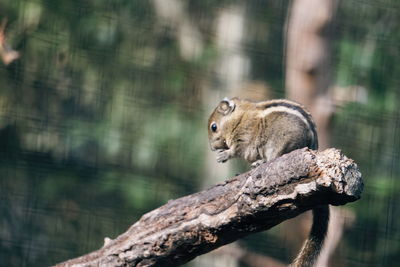 Squirrel on a tree