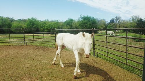 Horse standing in ranch