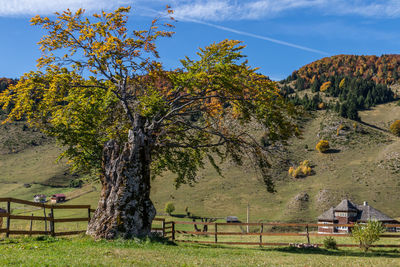 Trees on field against sky