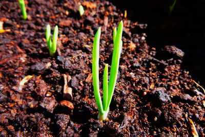 Close-up of plant growing in field