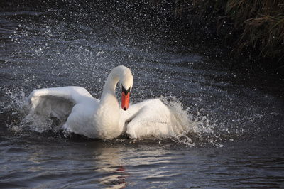 Swan swimming in lake