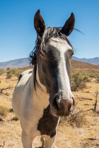 Wild horse with spots called an appaloosa horse in nevada desert