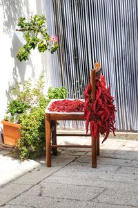 Potted plant on table by building