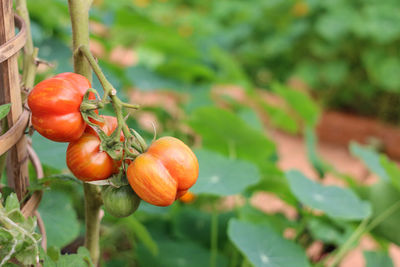 Close-up of cherries growing on plant