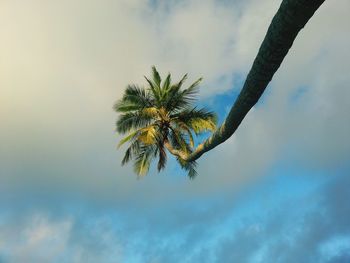 Low angle view of fresh tree against sky