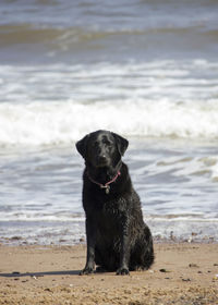 Dog on beach