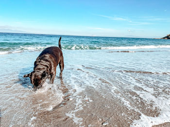 Dogs running at beach against sky