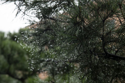 Close-up of wet pine trees in forest during rainy season