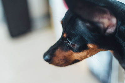Close-up of dog