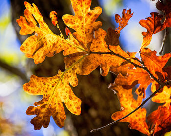 Close-up of autumnal leaves on plant