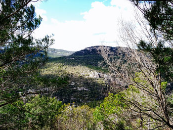 Scenic view of forest