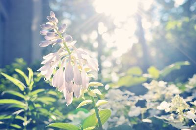 Close-up of white flowers