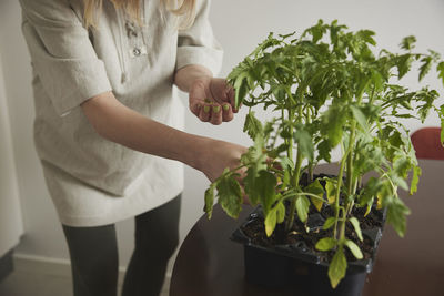 Woman with tomato seedlings