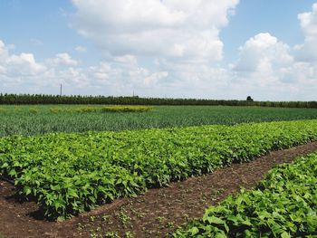 Scenic view of agricultural field against sky