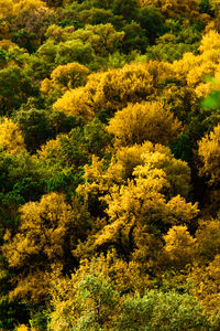 High angle view of yellow flowering trees in forest