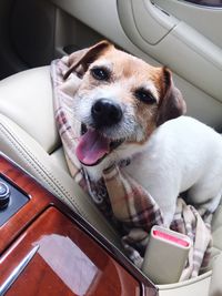 Close-up of dog sitting in car