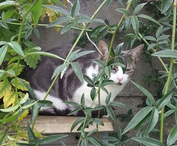 Cat in backyard