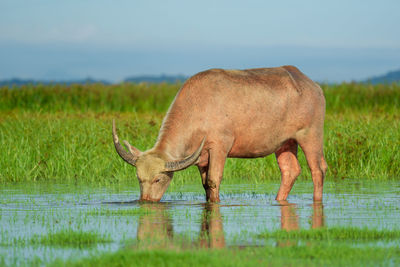 Elephant drinking water in a lake